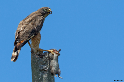 GAVILÁN COMÚN (Rupornis magnirostris) - Rincòn de Melilla - MONTEVIDEO (Febrero 2022)